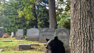 Goth Bear Is Ready For Halloween
